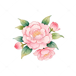 水彩花卉插画山茶花设计素材