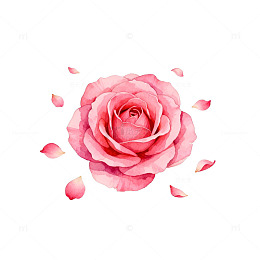 粉红玫瑰浪漫插画素材