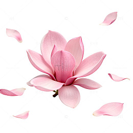 玉兰花粉红花瓣飘落美景