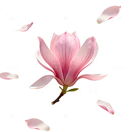 粉色玉兰花唯美清新装饰素材