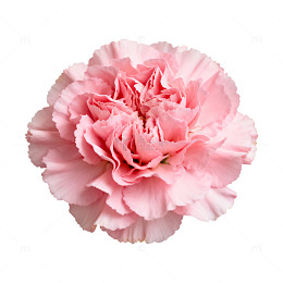 粉色康乃馨特写