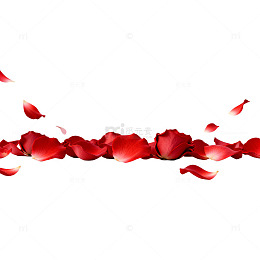 简约风格玫瑰花瓣装饰素材