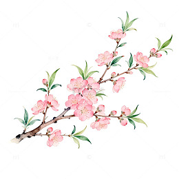 水彩桃花盛开插画设计素材