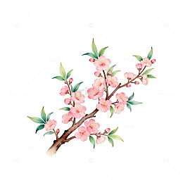 水彩桃花盛开插画素材