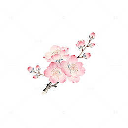 水彩花卉樱花插画设计元素