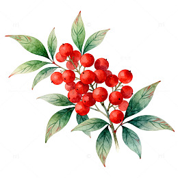 水彩红色浆果枝叶插画