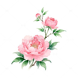 水彩画粉色牡丹花枝