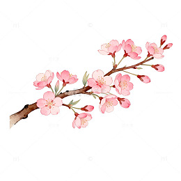 樱花盛开水彩画素材