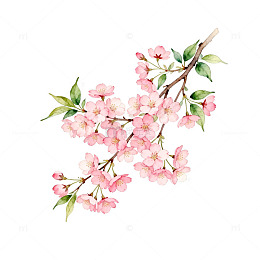 水彩樱花插画设计元素