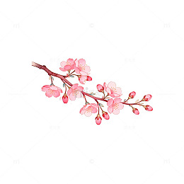 水彩樱花插画装饰元素