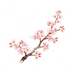 樱花枝条水彩画设计素材