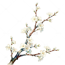 水彩梅花盛开艺术插画