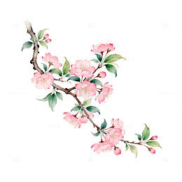 水彩花卉插画樱花枝条