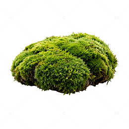 绿色苔藓球自然装饰素材