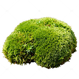 绿色苔藓特写自然壁纸