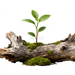 生命绿芽枯木新生