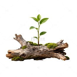 生命绿芽枯木新生