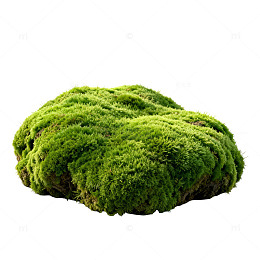 绿色苔藓球景观装饰