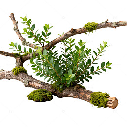 自然风绿植盆景设计素材