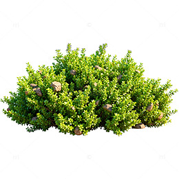 绿色灌木植物3D模型