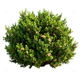 写实风格绿色灌木植物模型