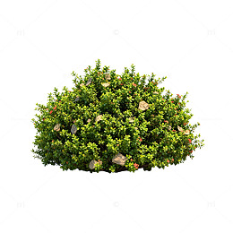 透明背景灌木植物3D模型