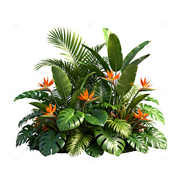 热带植物盆栽设计素材