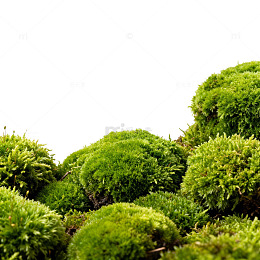 绿意盎然苔藓景观特写