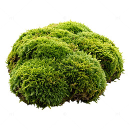绿色苔藓球装饰素材