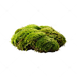绿色苔藓植物造型素材