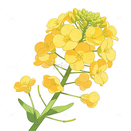油菜花插画素材