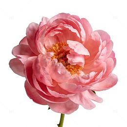 粉红牡丹特写花卉摄影素材