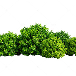 清新绿篱植物模型素材