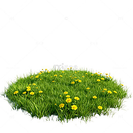 草地黄花美景图