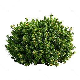 3D绿篱植物模型