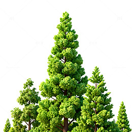 绿色松树插画素材