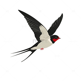 卡通燕子飞行插画