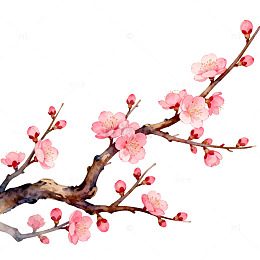 水彩樱花盛开图