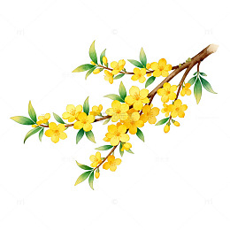 手绘桂花树枝装饰插画