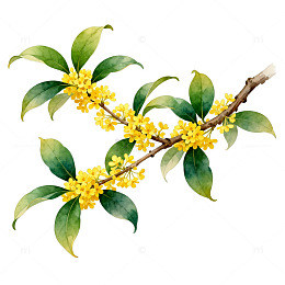 桂花枝水墨画