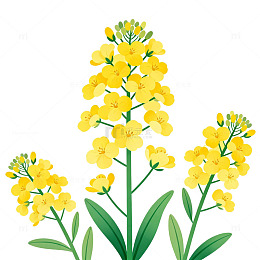 油菜花插画设计素材