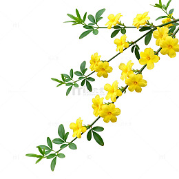 迎春花枝条插画素材