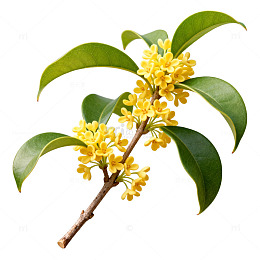 桂花盛开