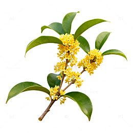 桂花枝条花卉写真