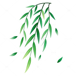柳枝绿意插画设计素材