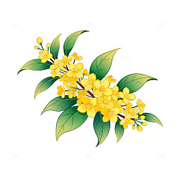 桂花插画素材