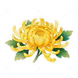 菊花插画设计素材