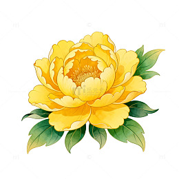 黄牡丹花卉插画