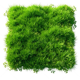 翠绿草地自然风景图片