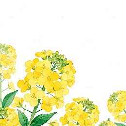 油菜花插画设计素材